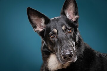 A closeup shot of a cute German Shepherd looking at the camera on a blue background