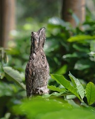 Vertical closeup shot of a long-tailed pootoo bird perched on a branch