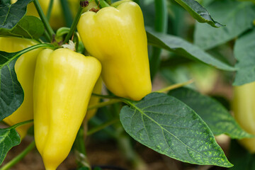 Big ripe sweet bell peppers