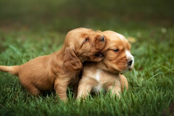 Two puppies playing in a field