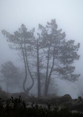 Set of trees in the middle of fog and mist