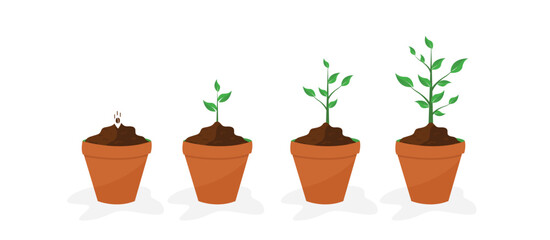 gradual plant growth in pots, from seeds to large plants. on a white background. vector illustration