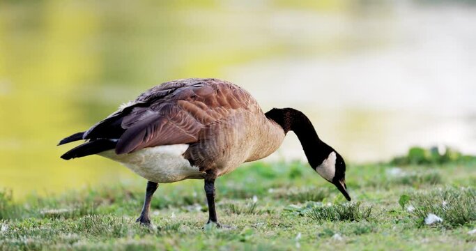 Canada goose (Branta canadensis) searching for food with a lake in the background