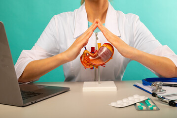 Doctor is holding anatomical model stomach folded hands above head like house roof