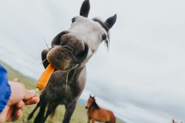 Horse eating a carrot from the hand.