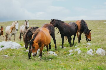 Group of wild horses in Livno, Bosnia and Herzegovina.