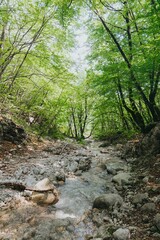 Tranquil stream meandering through a dense, green forest of tall trees, lined with rocks.