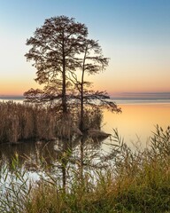 Picturesque scene of a solitary tree in Lake Mattamuskeet at sunset