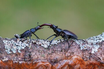 Shot of male stag beetle engaged in battle on a log