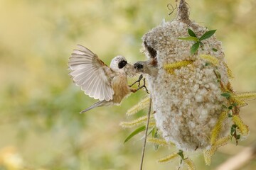 Close up shot of the Penduline tit birds building a nesting © Björn Reibert/Wirestock Creators