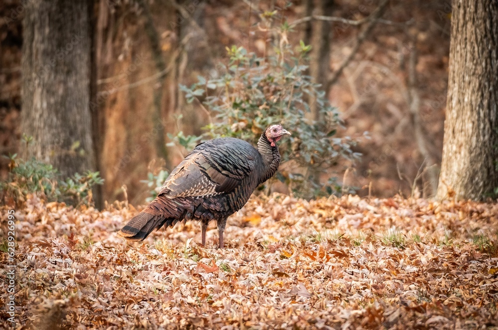 Wall mural a turkey walking around in a forest full of leaves,