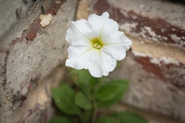 Petunia persisting in a brick and concrete corner