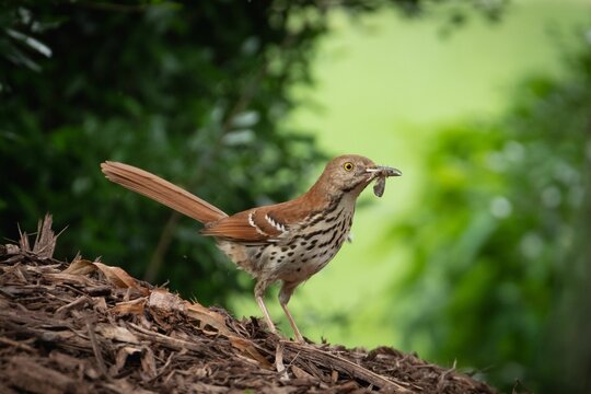 Brown thrasher bird snacking on a moth perched on the background of lush green leaves