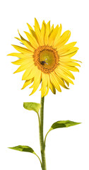 Sunflower in full bloom isolated on white background