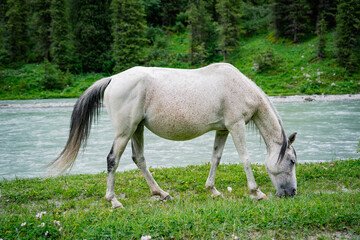 Portrait of white arabian horse standing in a green field with mountain river behind
