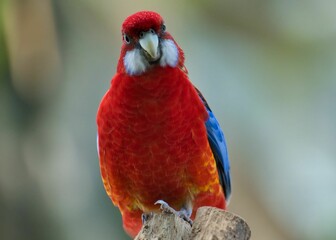 Vibrant and cheerful Eastern rosella perched atop a tall tree branch in a sunny, outdoor setting