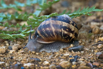 Common garden snail