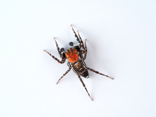 Jumping Spiders. Family Salticidae. Cyrba algerina