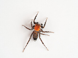 Jumping Spiders. Family Salticidae. Cyrba algerina