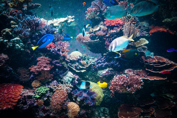 Naklejka na ściany i meble The view of aquarium with fishes and colorful corals.