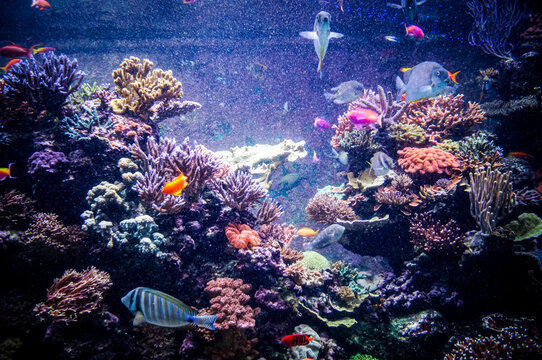 The view of aquarium with fishes and colorful corals.