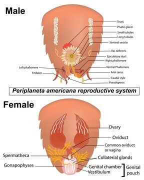  Labelled diagram of cockroach reproductive system. Females lay egg cases called oothecae, containing multiple eggs, while males deposit sperm via spermatophores.