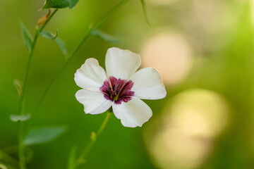Flax Bright Eyes Linum Grandiflorum