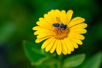 Bee on Calendula Officinalis Flower