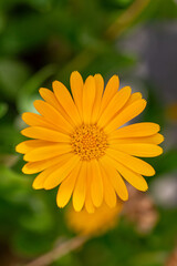 Calendula officinalis flower