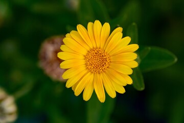 Calendula officinalis flower