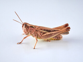 Short horned grasshoppers on a white background. Family Acrididae