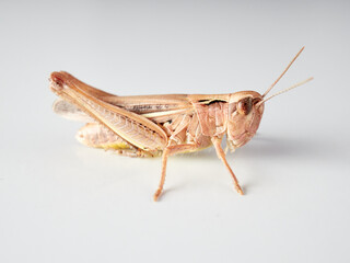 Short horned grasshoppers on a white background. Family Acrididae