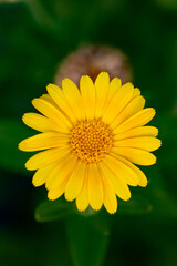 Calendula officinalis flower