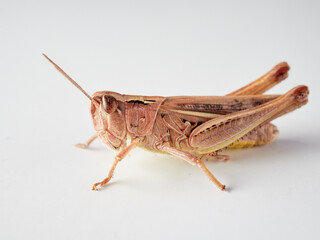 Short horned grasshoppers on a white background. Family Acrididae