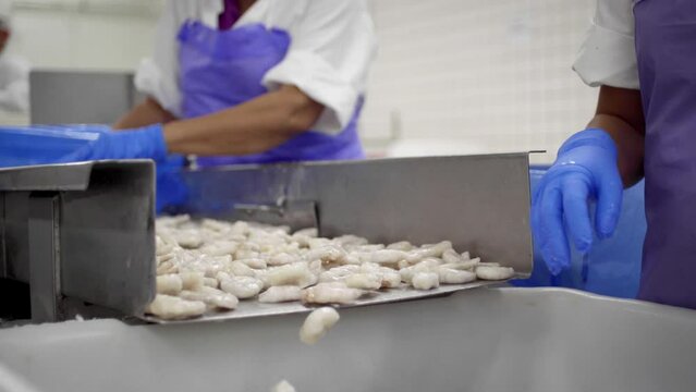 Shrimp Factory Workers 4K 24FPS