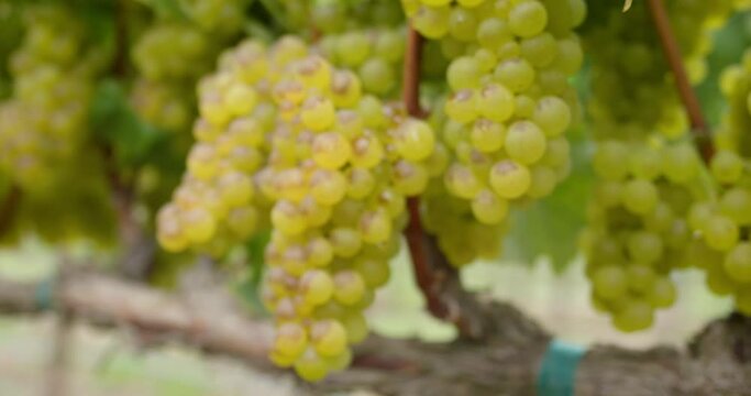 Sonoma Wine Vineyard 4K 24FPS