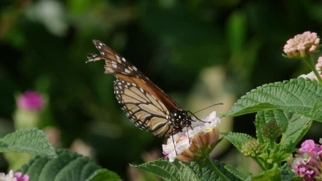 Wetlands Butterflies 1080 60FPS SLO-MO