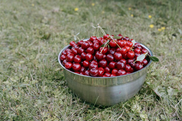 Bowl with ripe juicy red cherries in the garden in summer.