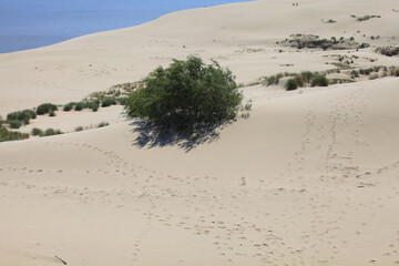 Obraz premium Sand Dune in Curonian Spit, Russia