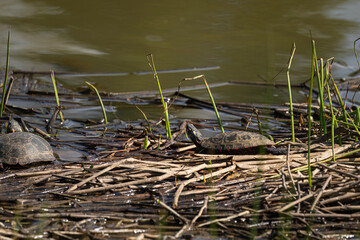 turtle