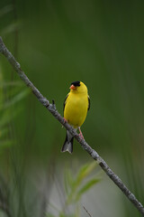 Male American Goldfinch bird perched on a branch