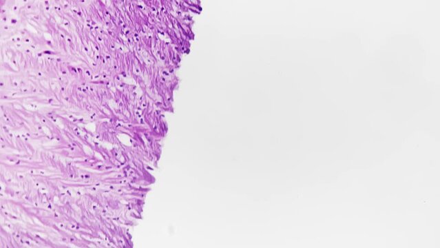 The motor cortex section of a human being brain is magnified 200x under a microscope with a bright field. Isolated closeup reveals the specific area responsible for controlling essential functions