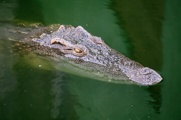 The head of the Siamese Crocodile lat. Crocodylus siamensis on the water surface against the background of the bottom. Marine life, exotic fish, subtropics.