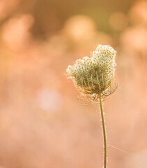 thistle in the wind