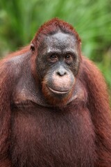 Mature orangutan in the Tanjung Puting national park in Indonesia