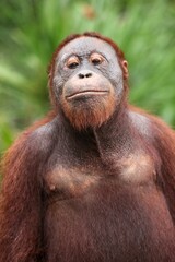 Mature orangutan in the Tanjung Puting national park in Indonesia