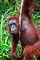 Mature orangutan in the Tanjung Puting national park in Indonesia © Him Himawan/Wirestock Creators