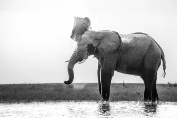 Foto op Aluminium Grayscale shot of a majestic African elephant standing in a river, flapping its large ears. © Maximilian Reijnen/Wirestock Creators