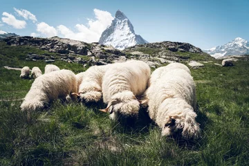 Fotobehang Blackness sheep grazing © Jannik Dula/Wirestock Creators