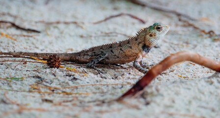 Stock image features a stunning closeup of a vivid, brightly-colored lizard on the Maldives islands